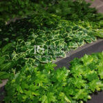 Jasa Vertical Garden Bogor